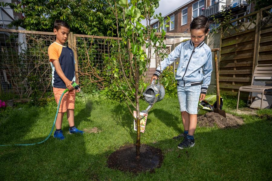 Bericht Bomen-actie een succes: Den Haag deelt 1.400 bomen uit bekijken